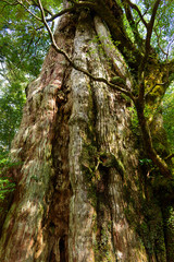 鹿児島　屋久島　紀元杉