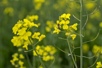 Meadow with yellow flowers