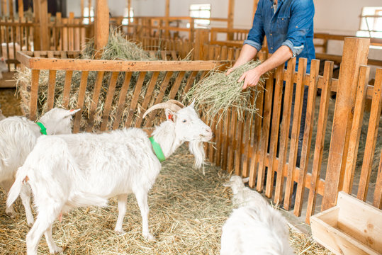 Farmer Feeding Goats