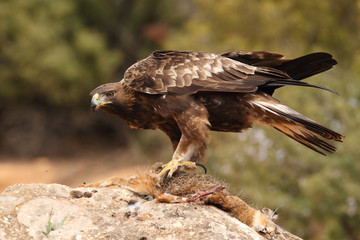 Young male of golden eagle