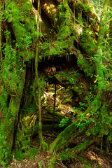 鹿児島　屋久島の自然