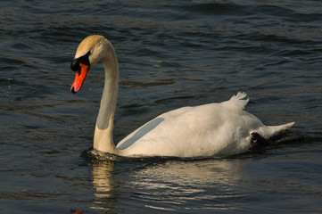 mute Swan In the evening light