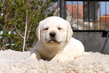 little labrador puppy on a beige background