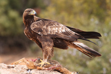 Fototapeta premium Young male of golden eagle