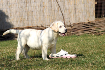 a yellow happy labrador puppy in garden