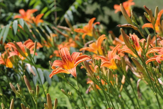 Fototapeta Orange day lily (Hemerocallis) beside an old country road. Day lilies are rugged, adaptable, vigorous perennials and comes in a variety of colors