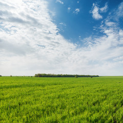 Obraz premium agricultural green grass field and clouds in blue sky