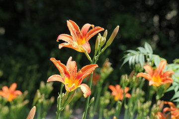 Orange day lily (Hemerocallis) beside an old country road. Day lilies are rugged, adaptable, vigorous perennials and comes in a variety of colors