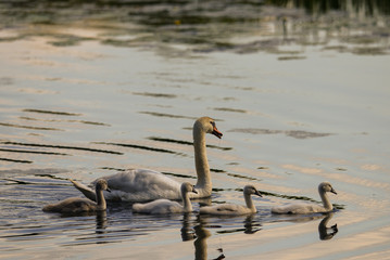 mute Swan with young animals