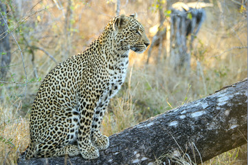 Fototapeta na wymiar Leopard at Alert Rest