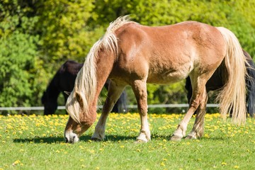Obraz premium Haflinger grast auf der frischen Weide