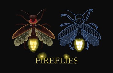 Illustration of glowing firefly - 145751193