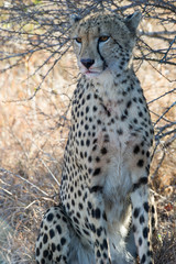 Cheetah at Rest