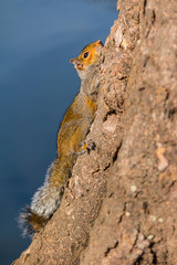 The squirrel sitting on the tree trunk closeup.