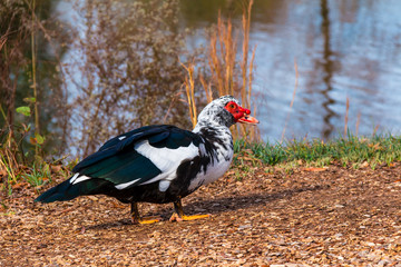 The Muscovy duck walking on the shore of lake closeup.