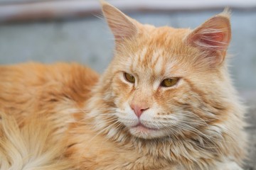 Cat maine coon