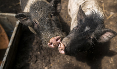 Two pigs are playing in the farm