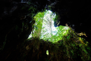 鹿児島　屋久島　ウィルソン株