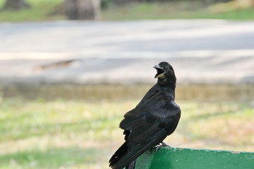crow
