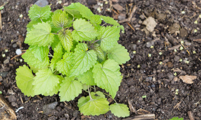 Anis-Ysop, Agastache foeniculum