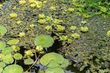 Teich mit vielen Seerosen