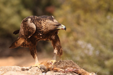 Young male of golden eagle