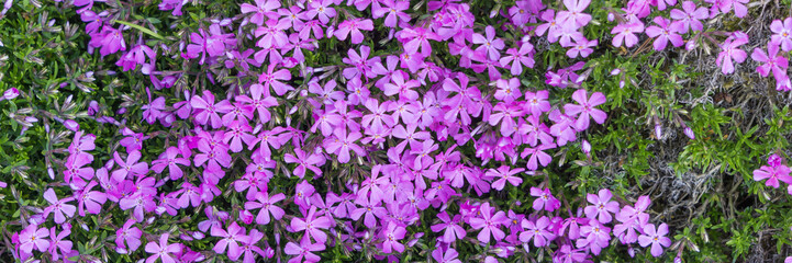Flammenblumen im Frühling, Phlox douglasii, Banner,