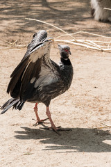 Vogel in dierentuin