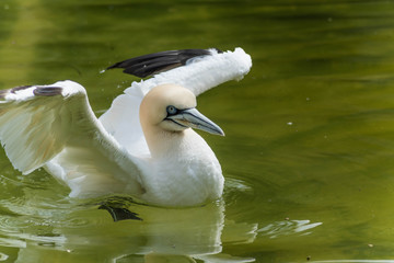 Obraz premium Jan van Gent