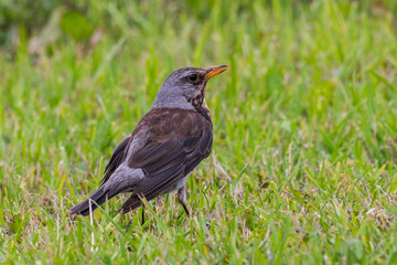 Fieldfare sitting on meadow