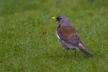 Fieldfare sitting on meadow
