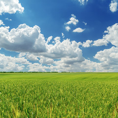 green agricultural field and low clouds over it
