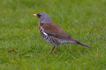 Fieldfare sitting on meadow