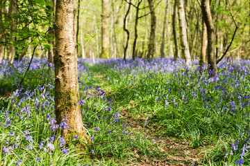 Footpath through carpets of bluebells in Abbot's Wood in East Sussex, England