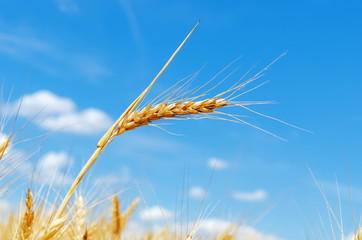 golden crop in field and blue sky