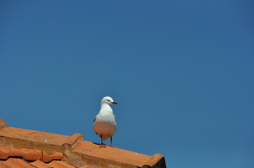 Akaroa Gull