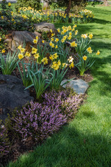 Daffodil Abundance 3