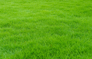 Green lawn of the garden in front of the house Look, then, the knowledge is fresh and comfortable.