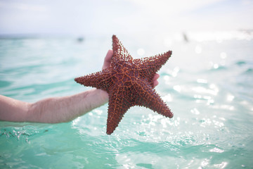 Fototapeta na wymiar man holding a starfish