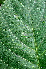 Green leaf of a plant with drops