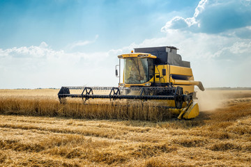 Fototapeta na wymiar Harvester removes wheat on the field
