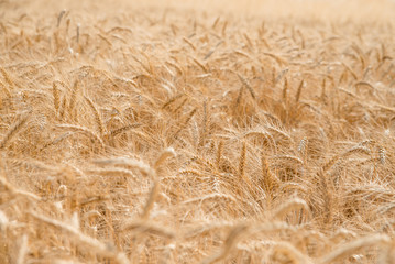 wheat in the field close up