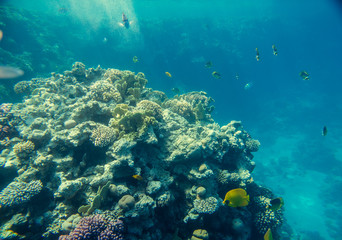 Obraz na płótnie Canvas beautiful and diverse coral reef and fish of the red sea