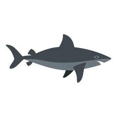 Grey shark fish icon isolated