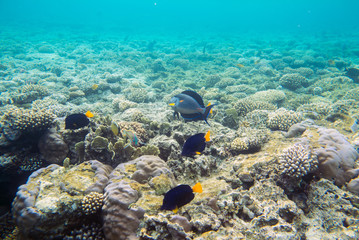 Fototapeta na wymiar beautiful and diverse coral reef and fish of the red sea
