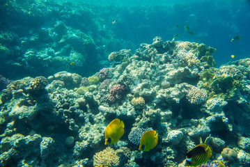 Fototapeta na wymiar beautiful and diverse coral reef and fish of the red sea