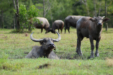 buffalo on green grass , buffalo, wild life