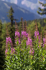 Obraz premium Beautiful summer landscape in the mountains with pink flowers. 