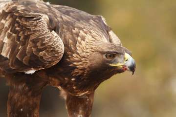 Young male of golden eagle