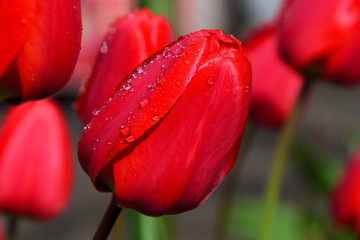 Red tulip with raindrops